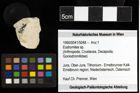 Foto (Objekt + Etiketten) von Eodromites sp. 